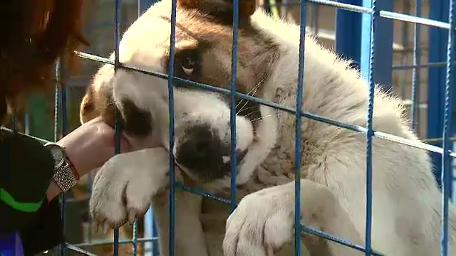 Ajutor pentru maidanezi. In Turda demareaza campania “adopta un caine la distanta”