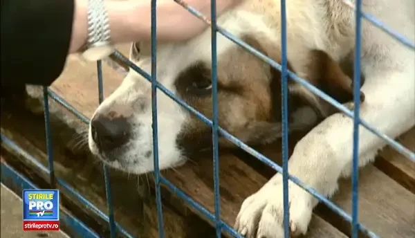 Da-i un nume si ia-l acasa! Cum poti adopta un catel adorabil de la adapostul din Mihailesti