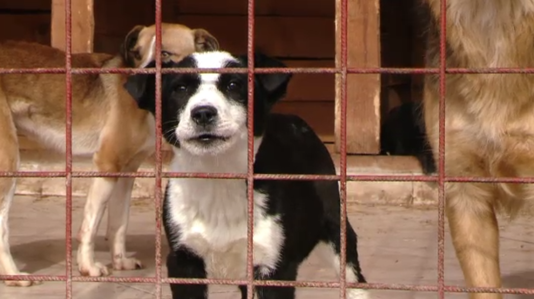 Timisoara, primul oras care aplica legea eutanasierii. Primii 21 de maidanezi au fost ucisi