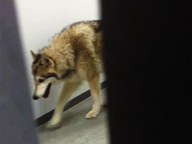 Lup filmat pe holul unui hotel din Soci, unde sunt cazati sportivi din SUA. VIDEO