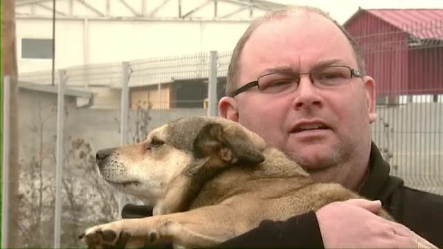 187 de maidanezi au fost eutanasiati in 24 de ore in Capitala. Salvarea pentru ceilalti vine si din Anglia sau Germania