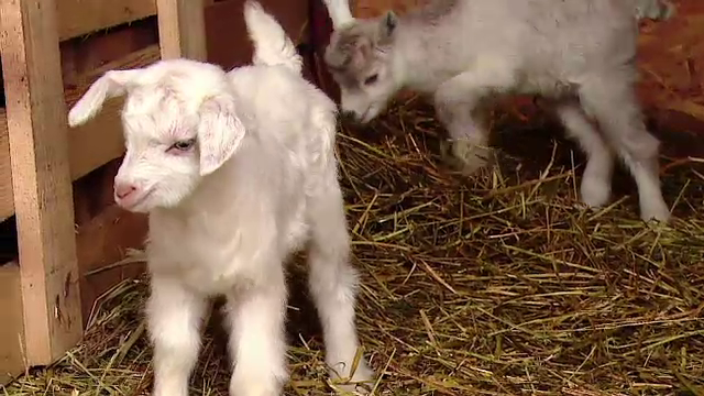 Fenomen rar, dar si semn de belsug intr-o gospodarie. O capra a facut 4 iezi, iar batranii satului se intrec in superstitii