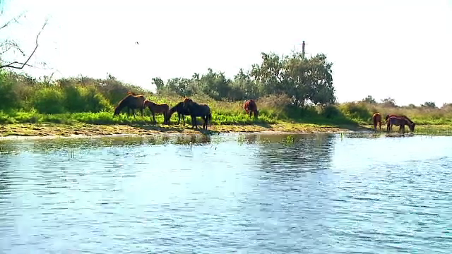 Cel mai mare admirator al Romaniei, asteptat in Delta. Ce inseamna vizita Printului Charles in "fluviul Amazon al Europei"