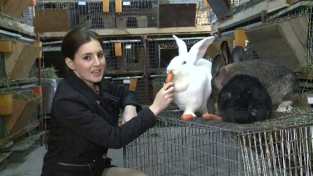 In 2012, Romania a importat 92 de mii de tone de iepure. De ce ajunge in farfuriile noastre carne "Made in China"