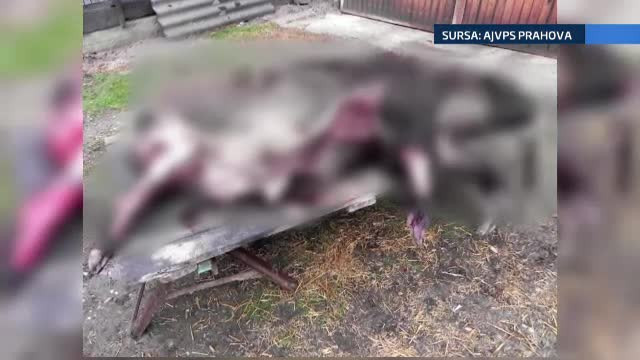 Masacru la fel ca in Evul Mediu in Prahova. Cinci barbati au fost prinsi cum ucideau cu sulitele mai multi mistreti