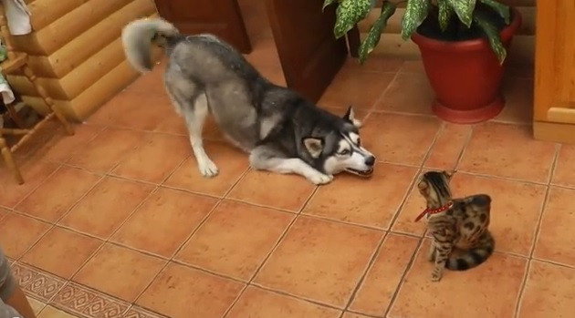 Un Husky vrea sa se joace cu o pisica. Reactia felinei. VIDEO