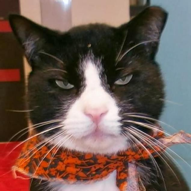 O femeie din New York s-a sinucis dupa ce a pierdut custodia unei pisici maidaneze