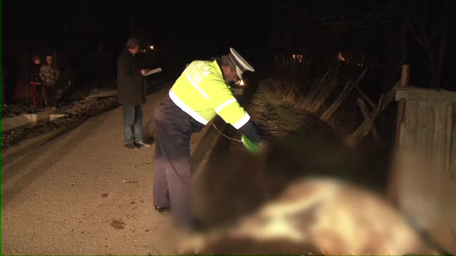Trei hoti de lemne, prinsi in flagrant in Bistrita. Pe fuga, au gonit calul pana l-au omorat