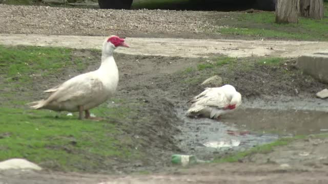 Atentie, dispar penele de gasca. Noua tinta a hotilor au ajuns plapumile si pernele "de zestre"