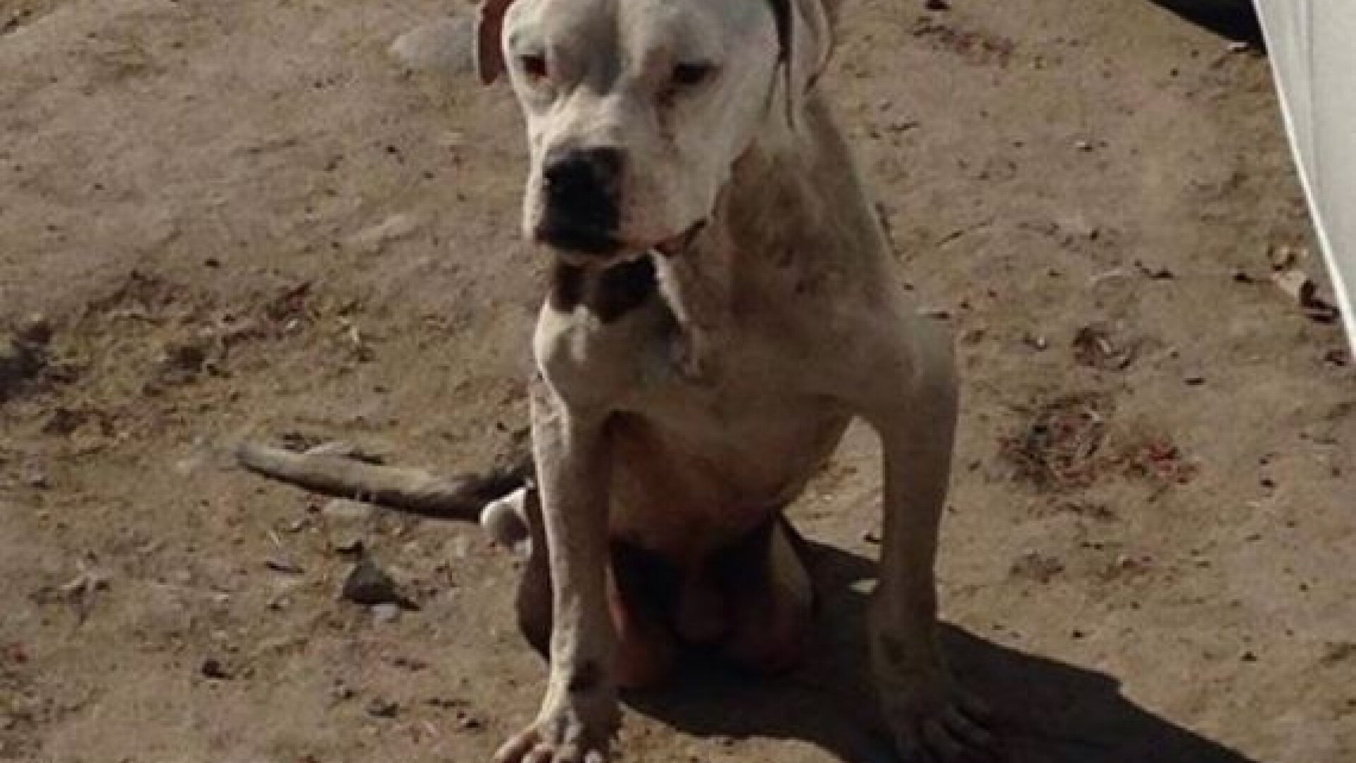 Poveste emotionanta in SUA. Un caine cu handicap a fost salvat de la moarte, dupa ce a fost abandonat in strada. VIDEO