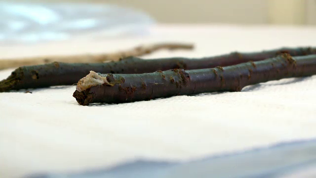 Caz cu adevarat socant in Constanta. Medicii au scos 5 crengi dintr-o femeie a strazii, torturata de iubit