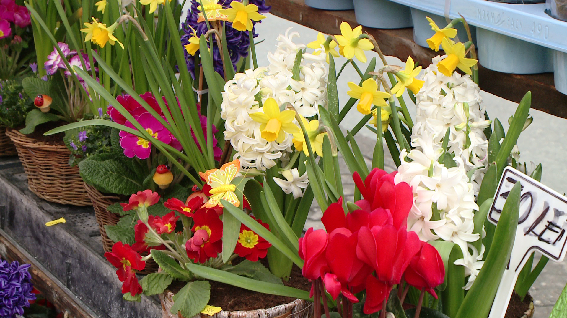 Pietele s-au transformat intr-un furnicar plin de culori, inaintea zilei de 8 martie. Barbatii, personajele principale