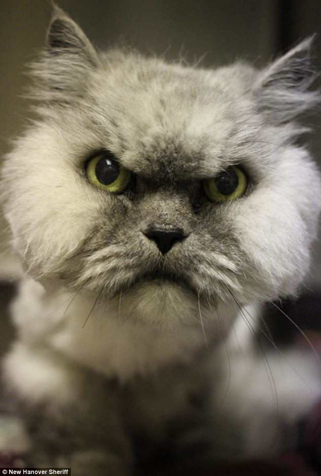 "Angry Cat" a fost in sfarsit adoptata. Prima reactie cand a ajuns in preajma altori pisici