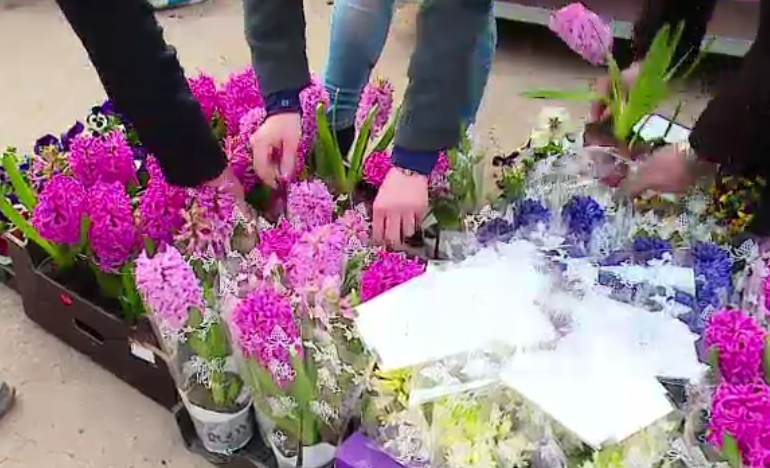 De ziua femeii, comerciantii au condus si 400 de km ca sa-si vanda florile. Competitie intre plantele locale si cele olandeze
