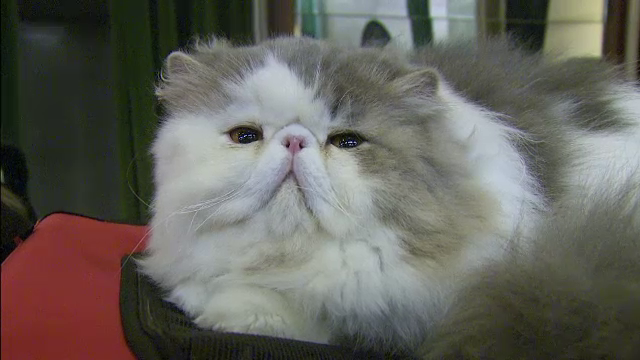 "Al Pacino", motanul de 4.000 de euro, prezentat la o expozitie in Capitala. Ce il face atat de "pretios"