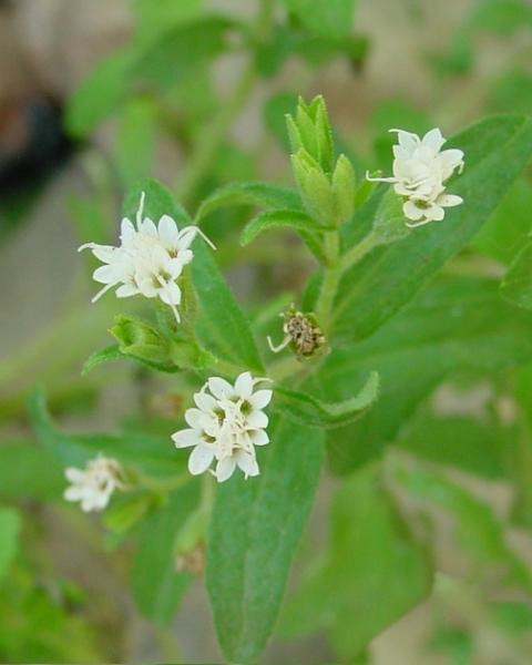 E de 300 de ori mai dulce, dar nu are calorii. Planta care poate elimina riscul diabetului sau al obezitatii