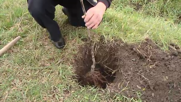 O primarie din Timis ofera pomi fructiferi celor care isi platesc taxele la timp