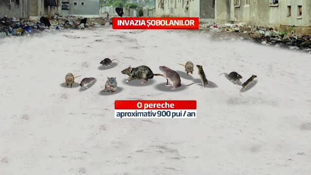 A inceput campania de deratizare, impotriva milioanelor de sobolani care au invadat blocurile din Capitala