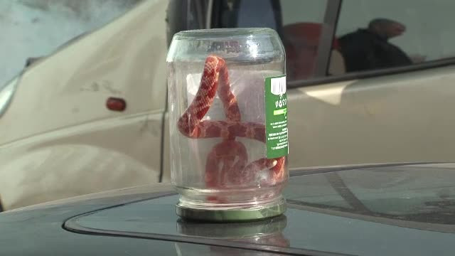 Primele imagini cu sarpele gasit in cada de o tanara de 18 ani din Bistrita. Reptila a "evadat" din apartamentul unui student