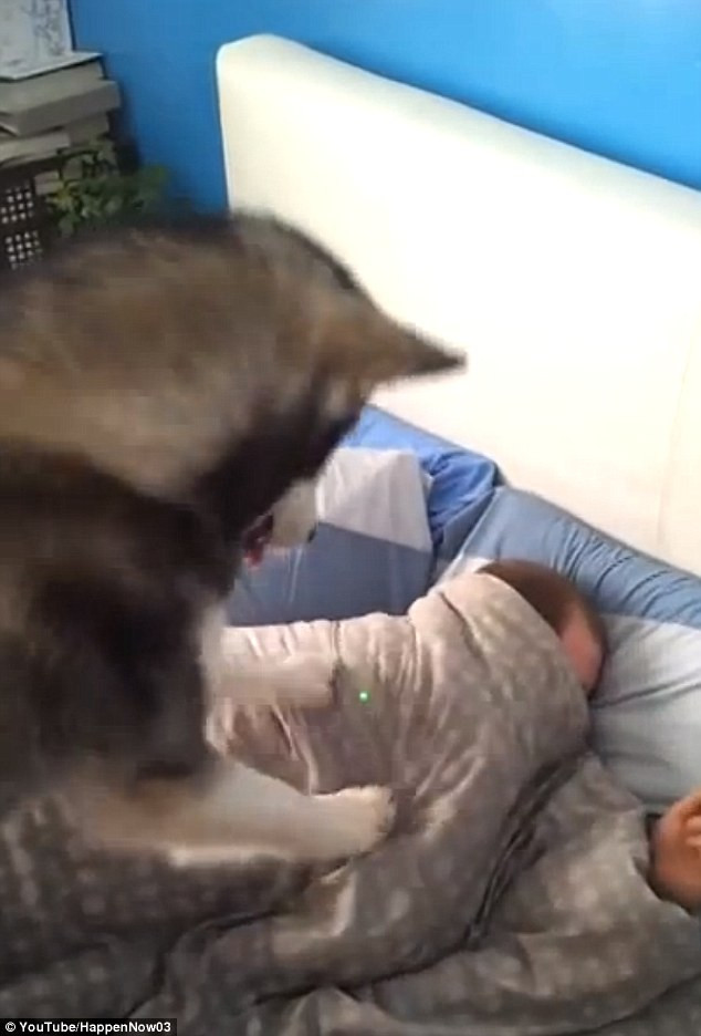 Clipul care a devenit viral. Cum isi trezeste acest caine stapanul