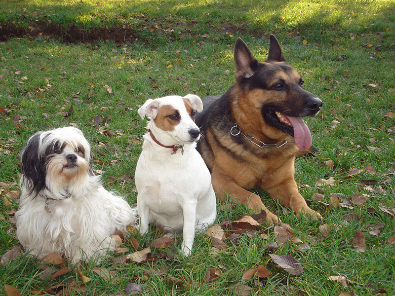 Microcipuri gratuite pentru toti cainii cu stapan din Campia Turzii