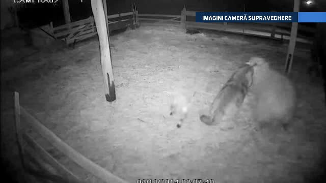 Fiara de 50kg care a bagat spaima intr-o localitate din Romania. "A insfacat 6 miei intr-o noapte si e mare cat un om"