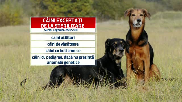 LISTA cainilor care nu vor fi sterilizati. Autoritatile anunta insa ca niciun animal nu va scapa de microcipare