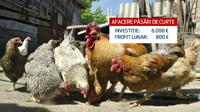 Cum au ajuns de la o mica afacere de familie la o investitie de 100.000 de euro. Profitul este insa asigurat