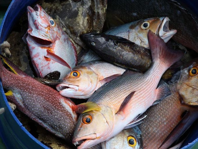 Ploaia de pesti sau caprele care se catara in copaci in Maroc! Fenomene naturale incredibile, pe care nu le-ai vazut in viata ta. VIDEO