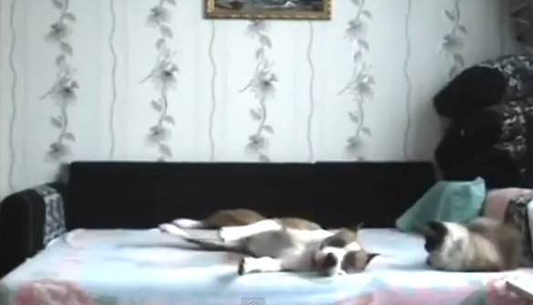 "Cainele n-are voie in pat". Proprietarii au montat o camera de supraveghere pentru a filma ce se intampla cand nu sunt acasa