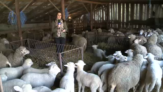 Crescatorii de miei spera la vanzari mai bune decat anul trecut de Paste. De ce nu vor sa lase deloc din pret