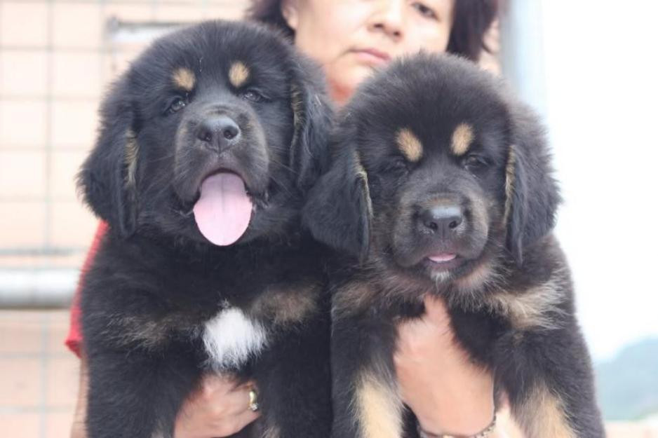China: Un caine din rasa mastiff tibetan, vandut cu aproape 1,4 milioane de euro