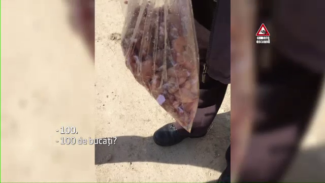 CAMERA ASCUNSA. Cum functioneaza reteaua de braconaj si vanzare ilegala a puilor de balta. Pretul la negru al broastelor