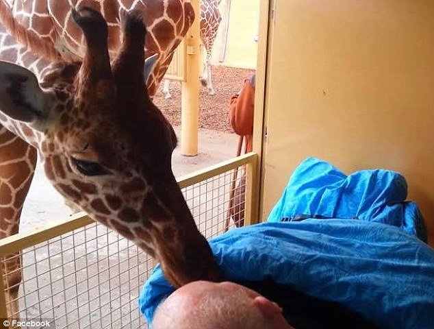 girafa
