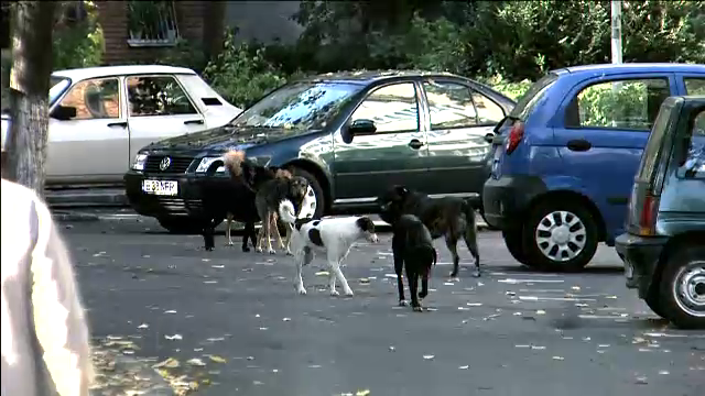 Un bărbat din Iași a fost desfigurat după ce a fost atacat pe stradă de câini. A ajuns la spital în stare gravă