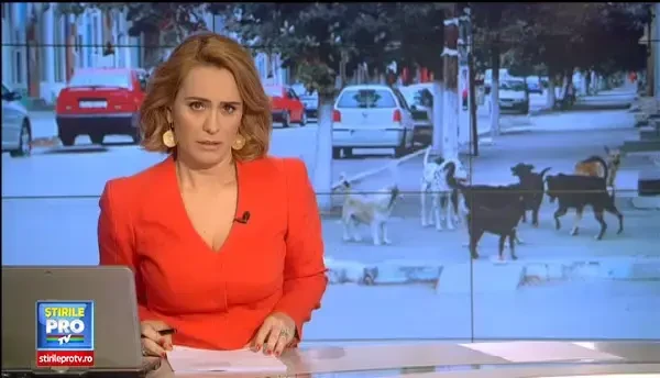 6.000 de maidanezi, adoptati, cel putin pe hartie. Ce risca persoanele care iau caini sub semnatura, dar ii abandoneaza