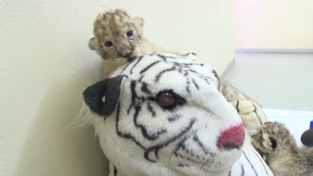 Respinsi de mama naturala, trei pui de tigru din Ramnicu Valcea s-au atasat de o tigroaica uriasa din plus