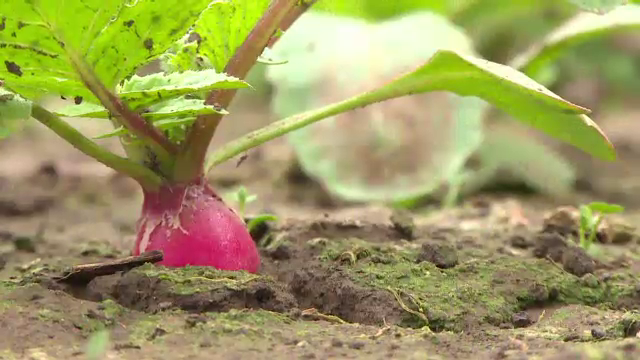 Vesti bune pentru agricultori. Fermierii vor fi ajutati de UE pentru a obtine fructe si legume pe "gustul" supermarketurilor