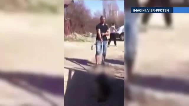 LISTA NEAGRA a celor care si-au abandonat cainii adoptati. In cearta dintre ASPA si ONG-uri, Capitala ramane a maidanezilor