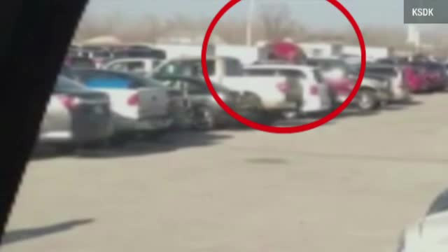 Masini "sifonate" si panica pe strazi. Ce se intampla cand trei elefanti evadeaza de la un circ si pleaca la plimbare