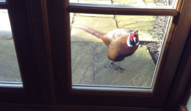 "Angry Birds", varianta din viata reala. O pasare a bagat spaima in locuitorii unei ferme, pe care ii ataca