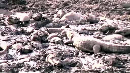 Pesti pe uscat si crocodili care se zbat in mocirla. Imagini de groaza in Columbia, afectata de o seceta catastrofala. VIDEO