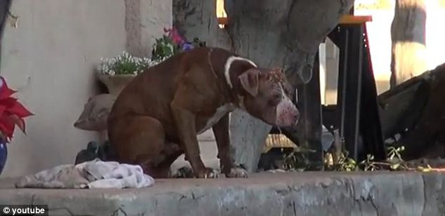 Povestea impresionanta a unui caine salvat din groapa de gunoi. Cum arata dupa ce o fundatie l-a salvat si a avut grija de el