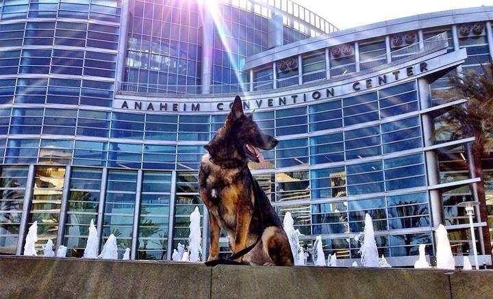 Bruno, cainele politist, EROU in California. Cum arata patrupedul dupa ce a fost impuscat in cap de un infractor