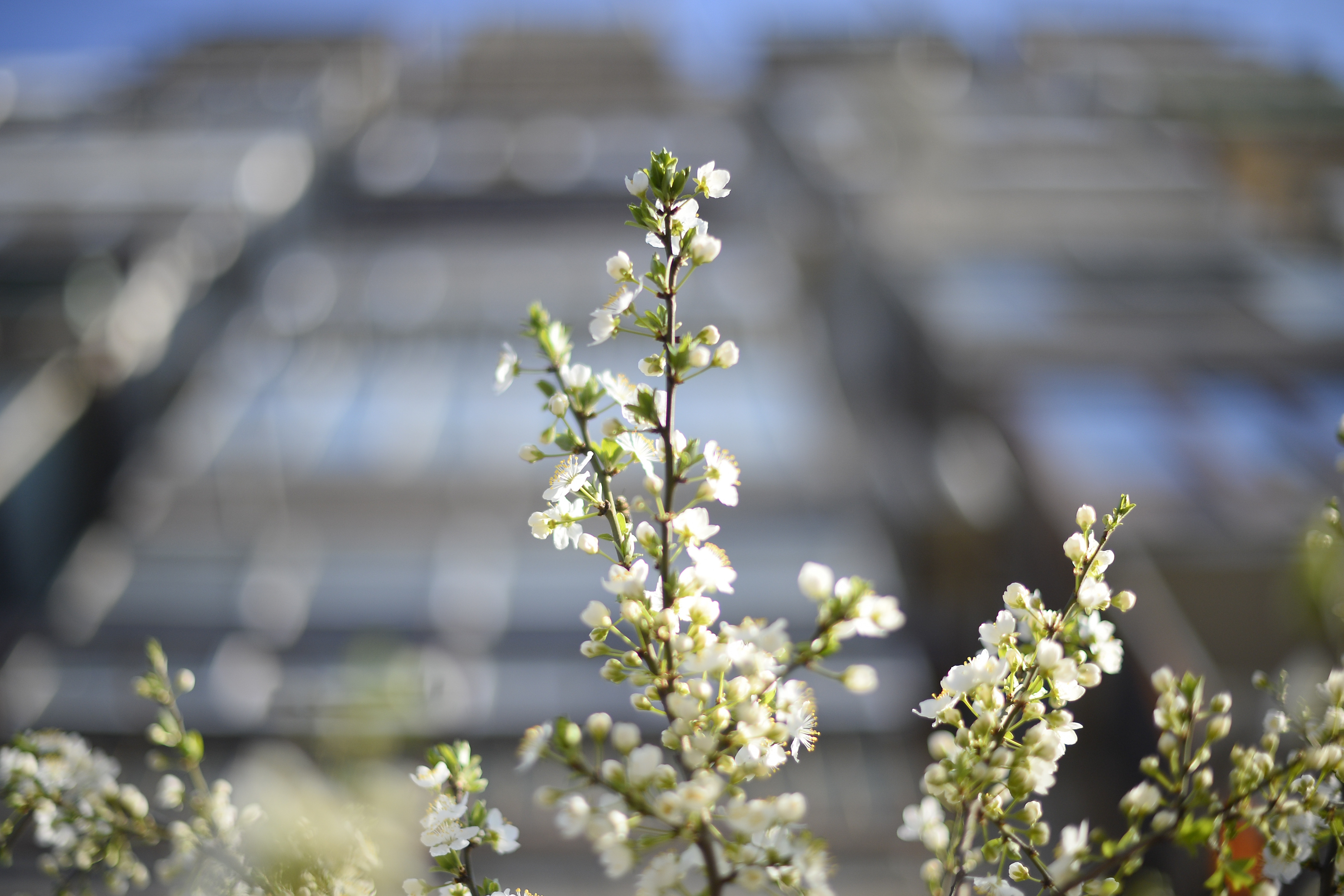 Traditii si superstitii de Intampinarea Domnului. Semnul care prevesteste venirea primaverii