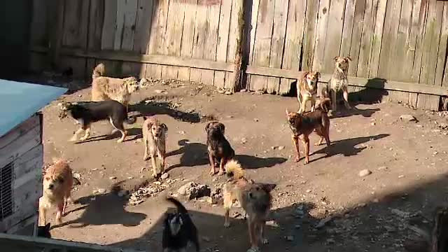 Barbatul care a strans 25 de maidanezi in curte va fi amendat cu 500 lei/zi. "I-am adunat ca sa nu muste pe nimeni pe strada"