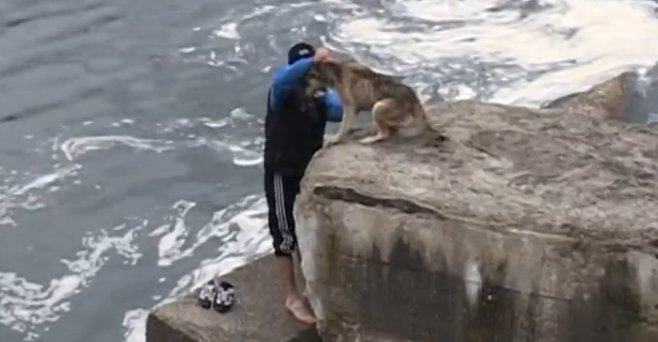 Reactia unui caine dupa ce a fost salvat din apele Somesului Mic. Patrupedul a ajuns vedeta in presa din Statele Unite