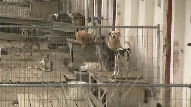 Autoritatile acuza ONG-urile ca au facut o afacere din traficul de maidanezi. Ce experimente se fac pe caini in strainatate