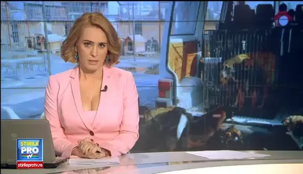 Autoritatile acuza ONG-urile ca au facut o afacere din traficul de maidanezi. Ce experimente se fac pe caini in strainatate