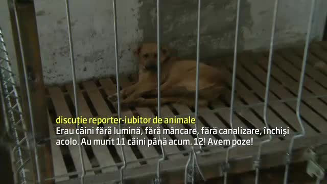 Prima replica a ONG-urilor acuzate ca au vandut maidanezi pentru experimente pe viu in strainatate